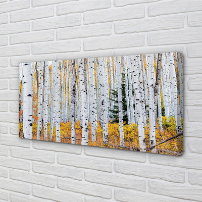 Foto quadro su tela Birch autunnale