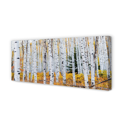 Foto quadro su tela Birch autunnale