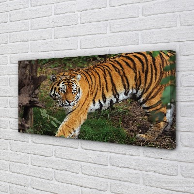 Quadro su tela Foresta di tigre