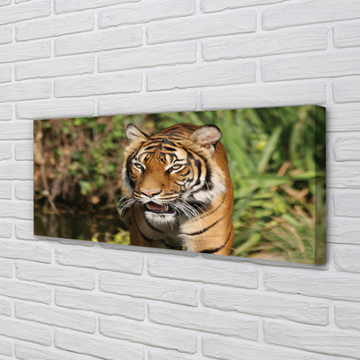 Quadro su tela Foresta di tigre