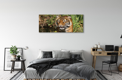 Quadro su tela Foresta di tigre