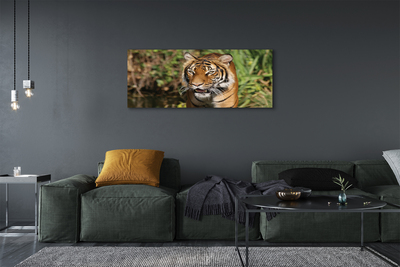 Quadro su tela Foresta di tigre