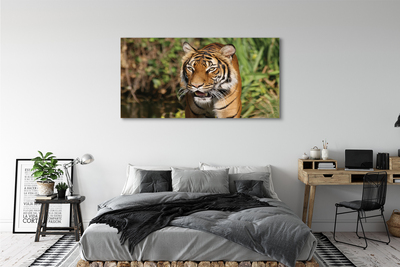 Quadro su tela Foresta di tigre