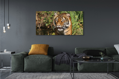 Quadro su tela Foresta di tigre