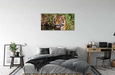 Quadro su tela Foresta di tigre