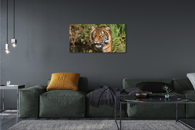 Quadro su tela Foresta di tigre