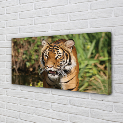 Quadro su tela Foresta di tigre