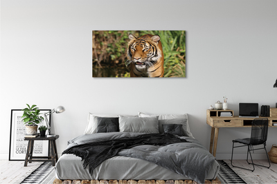 Quadro su tela Foresta di tigre