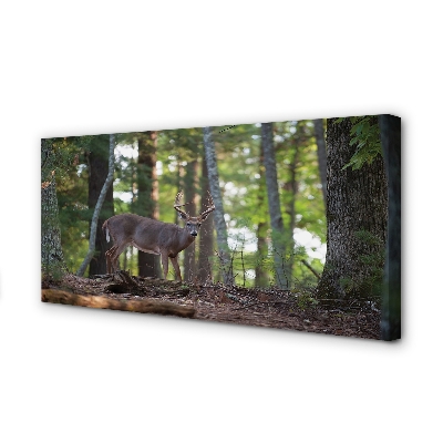 Quadro su tela Forest Jeleń