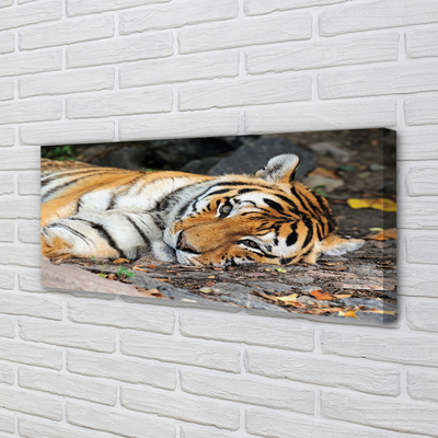 Quadro su tela Tigre bugiardo