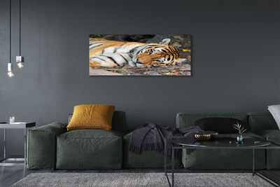 Quadro su tela Tigre bugiardo