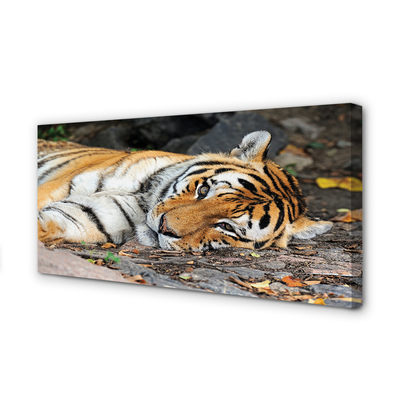 Quadro su tela Tigre bugiardo