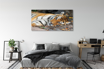 Quadro su tela Tigre bugiardo