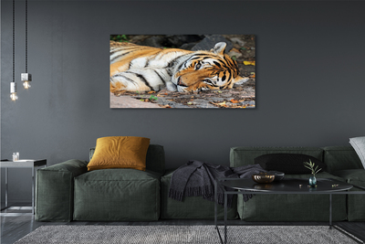 Quadro su tela Tigre bugiardo