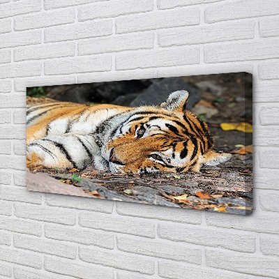 Quadro su tela Tigre bugiardo