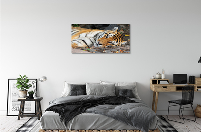 Quadro su tela Tigre bugiardo