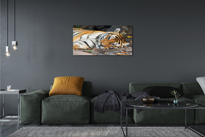 Quadro su tela Tigre bugiardo