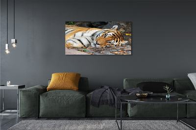 Quadro su tela Tigre bugiardo