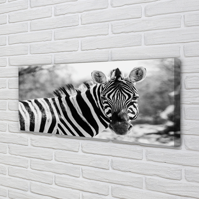 Quadro su tela Zebra retrò