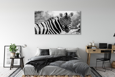 Quadro su tela Zebra retrò