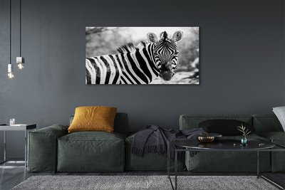 Quadro su tela Zebra retrò