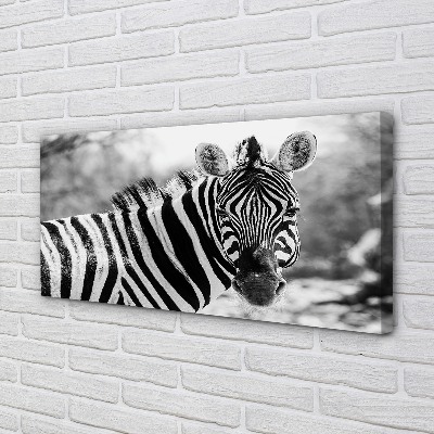 Quadro su tela Zebra retrò