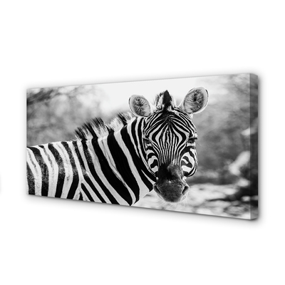 Quadro su tela Zebra retrò