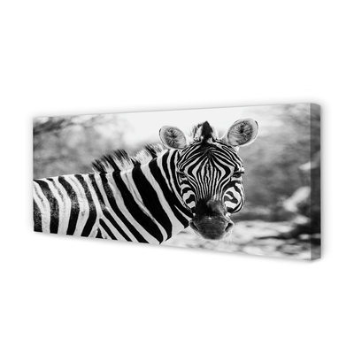 Quadro su tela Zebra retrò