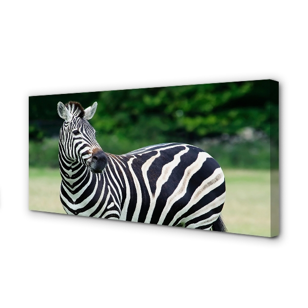 Quadro su tela Campo zebra