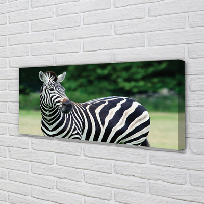 Quadro su tela Campo zebra