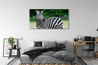 Quadro su tela Campo zebra