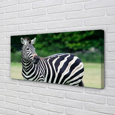 Quadro su tela Campo zebra