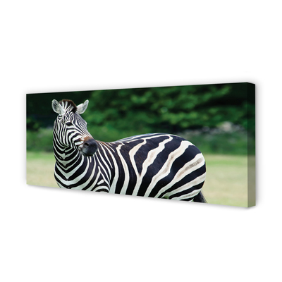 Quadro su tela Campo zebra