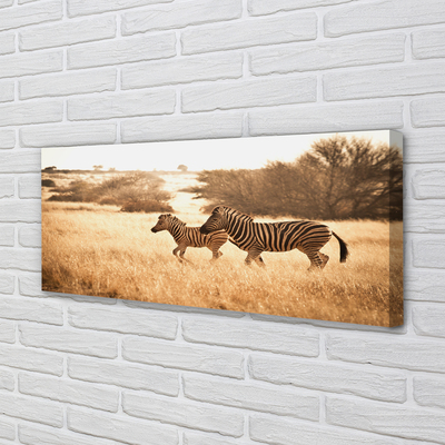 Quadro su tela Zebra Field Sunset