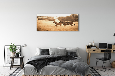 Quadro su tela Zebra Field Sunset