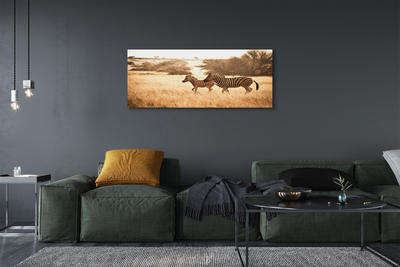 Quadro su tela Zebra Field Sunset