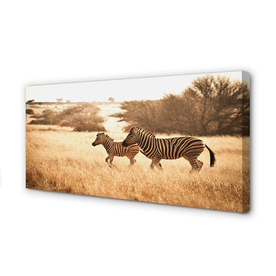 Quadro su tela Zebra Field Sunset