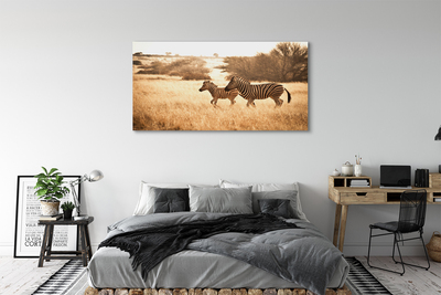 Quadro su tela Zebra Field Sunset