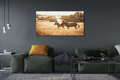 Quadro su tela Zebra Field Sunset