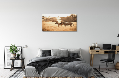 Quadro su tela Zebra Field Sunset