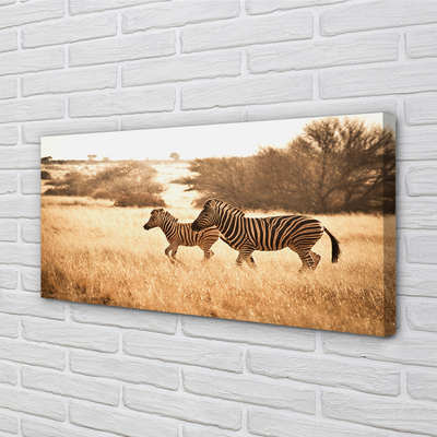 Quadro su tela Zebra Field Sunset