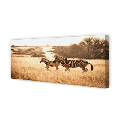 Quadro su tela Zebra Field Sunset