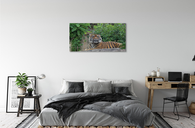 Quadro su tela Foresta di tigre