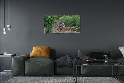 Quadro su tela Foresta di tigre