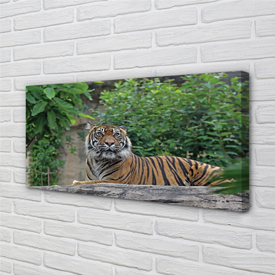 Quadro su tela Foresta di tigre