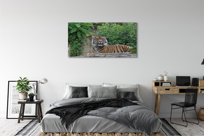 Quadro su tela Foresta di tigre