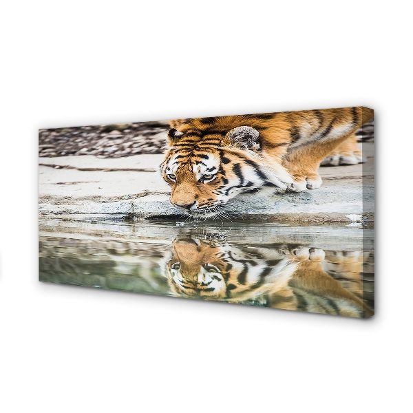 Quadro su tela Bere tigre