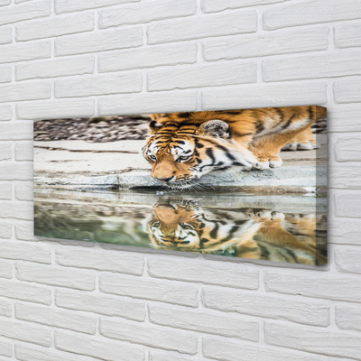 Quadro su tela Bere tigre