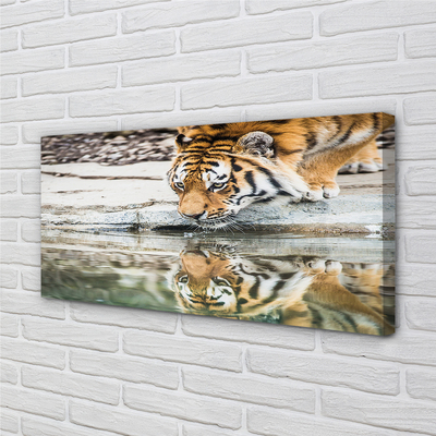 Quadro su tela Bere tigre