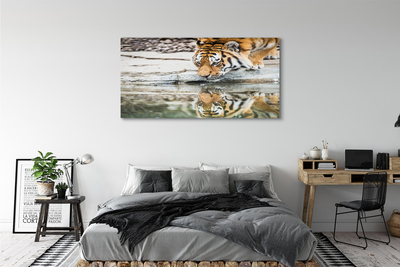 Quadro su tela Bere tigre